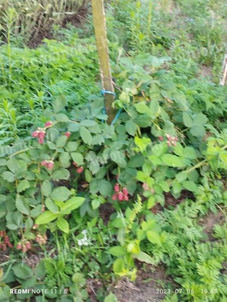 Állattartó telep / Lovas magánbirtok eladó (Pest megye)