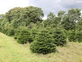 Normand fenyő,  nordmann,  lucfenyő,  luc,  ezüstfenyő,  fenyőfa,  karácsonyfa 0.5-3 m jelölhető