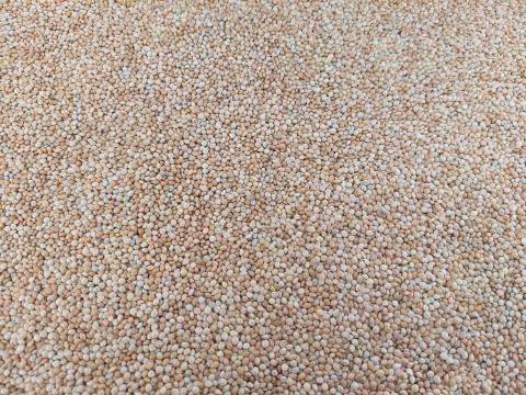 Sárga köles takarmány eladó Debrecenben Sárga köles takarmány eladó Debrecenben