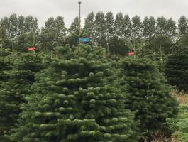 Eladó karácsonyfák kiskereskedőknek,  minden méretben három fajta minőségben. Minden egyéb