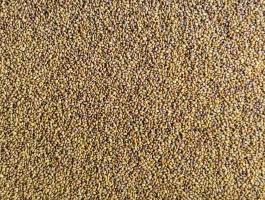 Fémzárolt Expressz lucernamag eladó postai utánvéttel