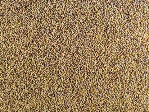 Lucernamag Fémzárolt Expressz fajta Eladó Postai Utánvéttel Lucernamag Fémzárolt Expressz fajta Eladó Postai Utánvéttel