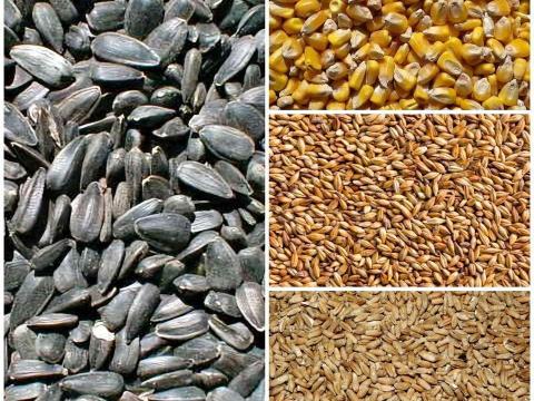 Eladó 2025-ös száraz, tisztított kukorica