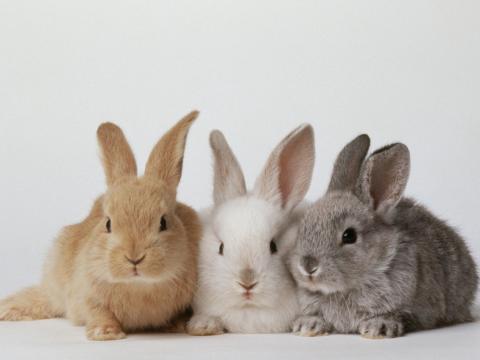 Nyuszikat tenyészet befogad Nyuszikat tenyészet befogad