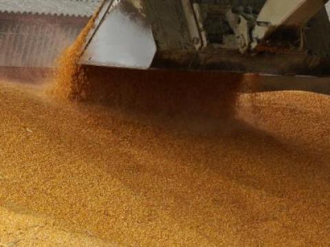 Kukorica eladó Sellyén – 400 tonna, 8000 Ft/mázsa áron Kukorica eladó Sellyén – 400 tonna, 8000 Ft/mázsa áron