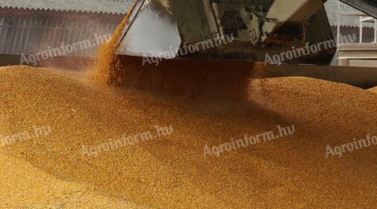 Kukorica eladó Sellyén – 400 tonna, 8000 Ft/mázsa áron