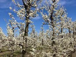 Eladó 25 Ha Gyümölcsös Kecskeméten,  közvetlenül a Borbási bekötőút mellett
