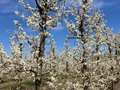 Eladó 25 Ha Öntözött gyümölcsös Kecskeméten,  közvetlenül a Borbási bekötőút mellett