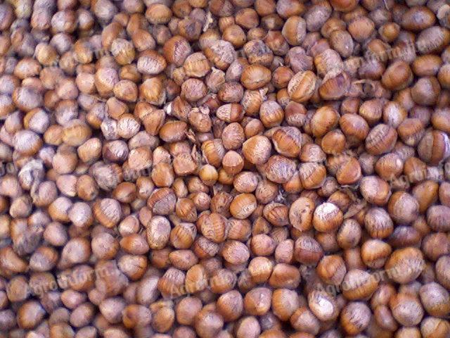 Csonthéjas Török mogyoró