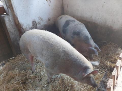 Hízó sertés eladó Csemőn Hízó sertés eladó Csemőn