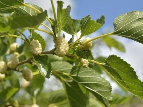 Fehér eper, szederfa csemete Fehér eper, szederfa csemete