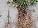 Gyökeres bodza vessző eladó
