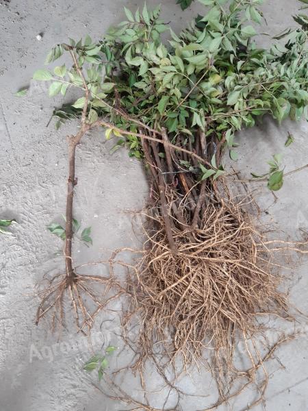 Gyökeres bodza vessző eladó