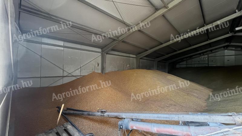 Kukorica eladó aflatoxin 1,5 ppm szinttel