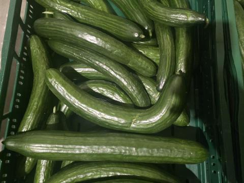 Eladó 2. osztályú salátauborka