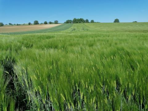 Szántót bérelnék Kapoly 15 km-es körzetében Szántót bérelnék Kapoly 15 km-es körzetében