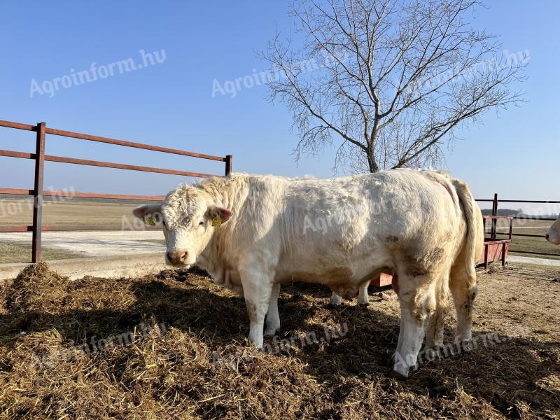 Eladó fiatal charolais tenyészbikák