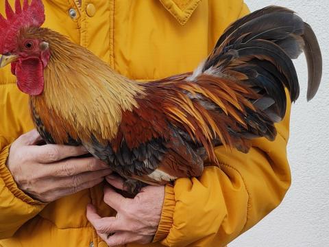 Törpe kiskakas szerető gazdára vár Törpe kiskakas szerető gazdára vár