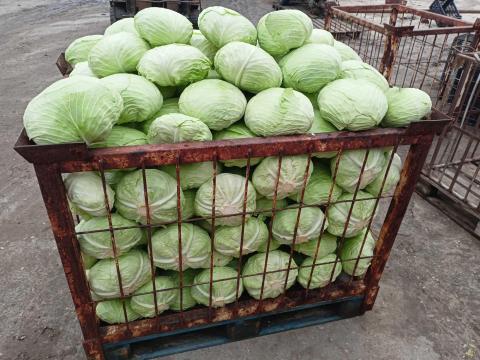Laposkáposzta eladó