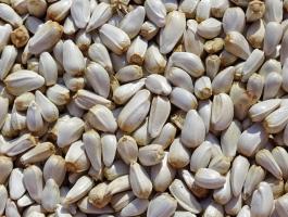 Szeklice mag eladó postai szállítással is