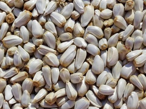 Szeklice mag eladó postai szállítással is Szeklice mag eladó postai szállítással is