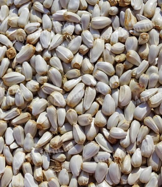 Szeklice mag eladó postai szállítással is