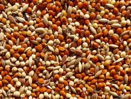 Magkeverék pintyeknek eladó postai szállítással utánvéttel