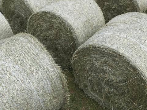 Széna bála sásas 120x130kör nem lovaknak való !