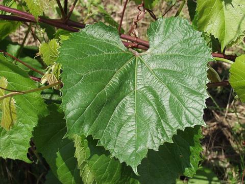 Szőlőalanyvesszőt keresek