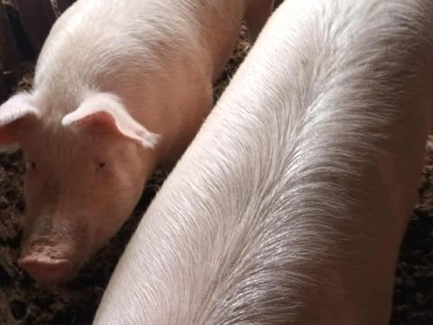 Háztáji hízók eladók Soltvadkerten Háztáji hízók eladók Soltvadkerten