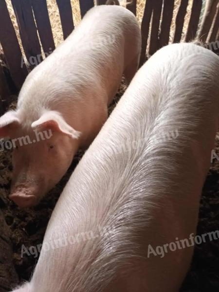 Háztáji hízók eladók Soltvadkerten