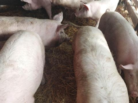Hízók eladók Soltvadkerten Hízók eladók Soltvadkerten