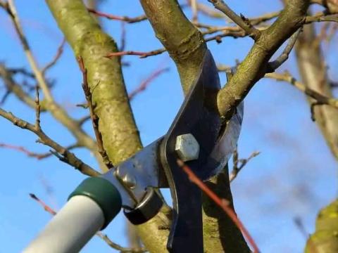 Gyümölcs fa metszést vállalunk Gyümölcs fa metszést vállalunk