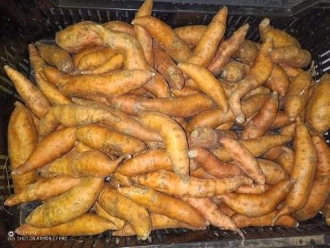 Édesburgonya / Batáta II. osztály