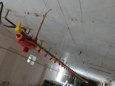 Baromfiitató rendszer Baromfiitató rendszer