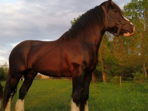 Shire lovak eladók Shire lovak eladók