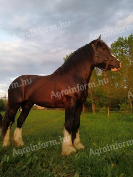 Shire lovak eladók