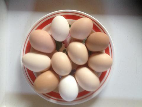 Házi bio minőségű friss tyúktojás ea. rendelhető! Siófok! Szabadon tartott boldog állomány Házi bio minőségű friss tyúktojás ea. rendelhető! Siófok! Szabadon tartott boldog állomány