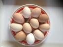 Házi bio minőségű friss tyúktojás ea. rendelhető! Siófokról ! Szabadon tartott boldog állomány.Szállításban segítek