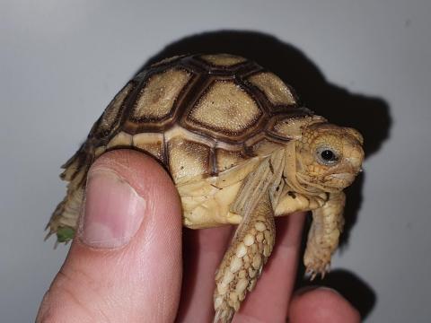 Sarkantyús teknős eladó Sarkantyús teknős eladó