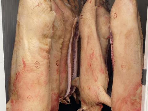 Háztáji jellegű perzselt félsertés előjegyezhető Szép Kártyás fizetés AKCIÓ Háztáji jellegű perzselt félsertés előjegyezhető Szép Kártyás fizetés AKCIÓ