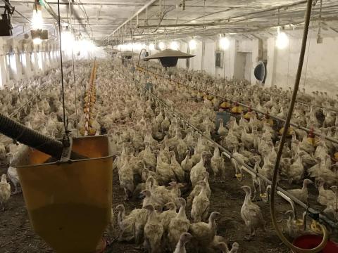 Baromfi tartásra kialakított telep