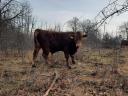 Limousin bikaborjak eladók Fejér megyében
