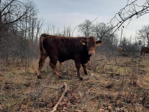 Limousin bikaborjak eladók Fejér megyében Limousin bikaborjak eladók Fejér megyében
