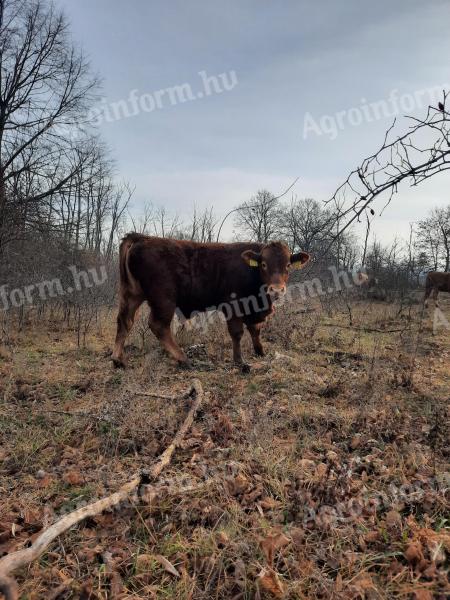 Limousin bikaborjak eladók Fejér megyében