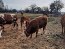Limousin bikaborjak eladók Fejér megyében