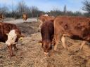 Limousin bikaborjak eladók Fejér megyében
