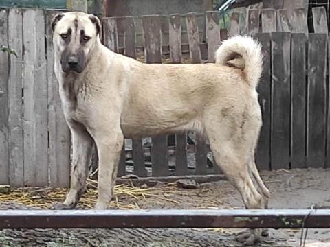Kangal fajtatiszta jellegű kiskutyák Kangal fajtatiszta jellegű kiskutyák