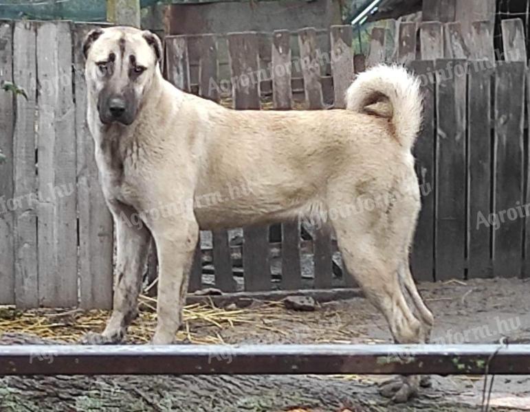 Kangal fajtatiszta jellegű kiskutyák