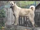 Kangal fajtatiszta jellegű kiskutyák
